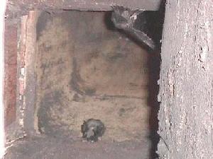 chimney swifts in the chimney